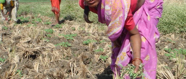 Burribai farming in bad shape in Maharashtra DSC01508 woman working in field